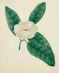 Magnolia (aquarelle)