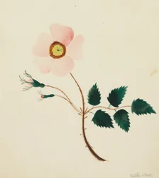 Rose sauvage (aquarelle)