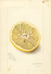 Orange Ichang (Citrus sinensis) (aquarelle)