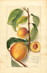 Pêches (Prunus persica) (aquarelle)