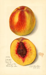 Pêches ( Prunus persica : J.H. Hale) (aquarelle)