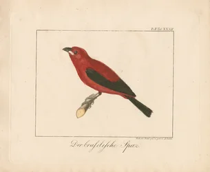 Pinson du Brésil (gravure sur cuivre coloriée à la main)