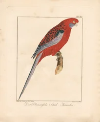 Roselle pourpre, mâle (lithographie coloriée à la main)