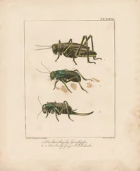Grasshopper and Bush Crickets (gravure sur cuivre coloriée à la main)