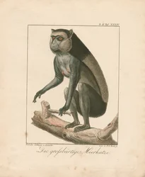 Grand singe barbu (gravure sur cuivre coloriée à la main)