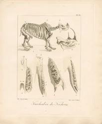 Structure du squelette du rhinocéros (gravure sur cuivre colorée)
