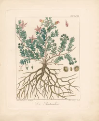 Le nerprun des aulnes (lithographie coloriée à la main)