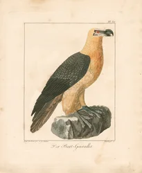 Le gypaète barbu (gravure coloriée à la main)