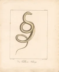 The Feeler Snake (lithographie coloriée à la main)