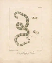 The Grass Snake (lithographie coloriée à la main)