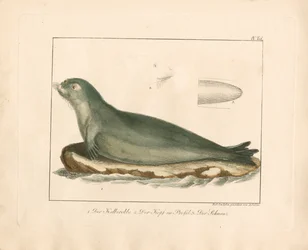 Le sceau de la harpe avec des détails anatomiques (gravure sur cuivre coloriée à la main)