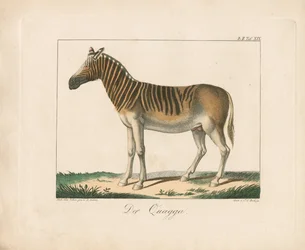 Le Quagga (lithographie coloriée à la main)