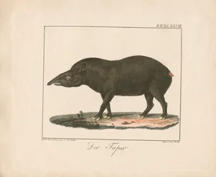 Le tapir (lithographie coloriée à la main)