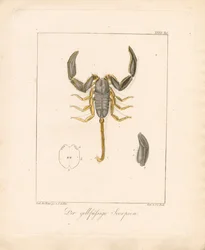 Le scorpion à pattes jaunes (gravure sur cuivre coloriée à la main)