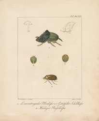Diverses espèces de coléoptères (gravure sur cuivre coloriée à la main)