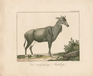 Antilope à pieds blancs (gravure sur cuivre coloriée à la main)