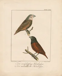 Gros-bec à tête blanche et Gros-bec de Malacca (lithographie coloriée à la main)