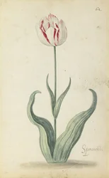 Tulipe Speramondi, d