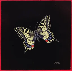 Machaon, 1999