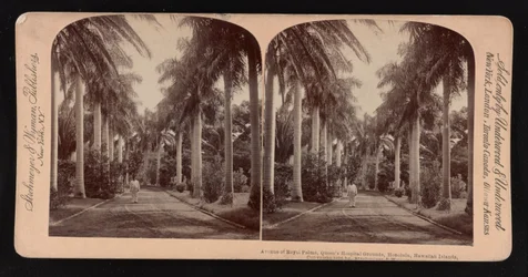 Avenue des palmiers royaux, terrain de l