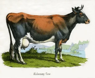 Vache d