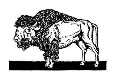 Bison américain de l