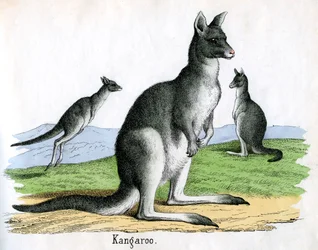 Estampe Antique de Kangourous