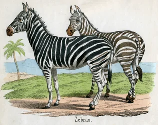 Gravure antique de zèbres