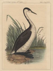 Oiseaux, Planche XXXVIII, 1855