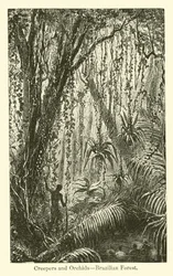 Lianes et orchidées, forêt brésilienne