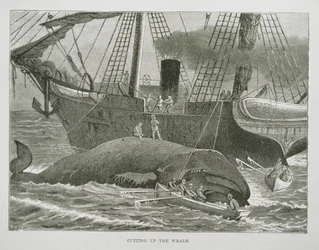 Découpe de la baleine, de 