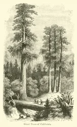 Arbres géants de Californie