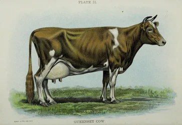 Vache Guernesey, du 