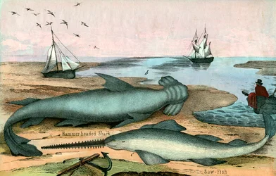 Requin marteau et poisson-scie