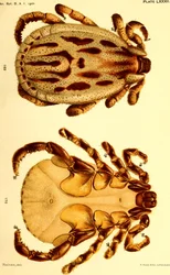 Dermacentor reticulatus mâle, illustration de "Cattle ticks (Ixodoidea) of the United States"