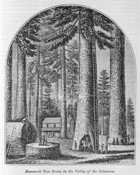 Bosquet d