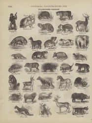 Page du dictionnaire complet de Webster (George Bell)