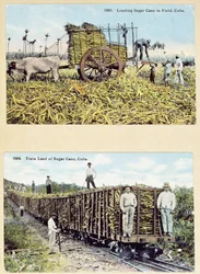 Cartes postales représentant des plantations de canne à sucre à Cuba, vers 1910