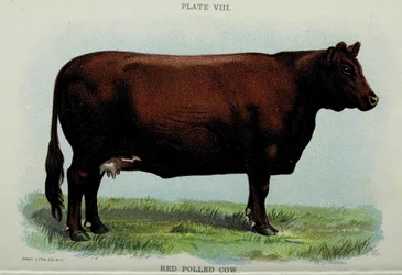 Vache rouge, du 