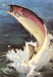 Pêche sportive : Truite arc-en-ciel sautante