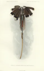 Épée de Thlewekwe (fraternité des avaleurs d