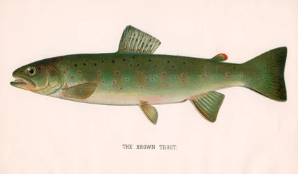 La truite brune
