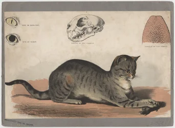 Le Chat