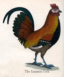 Le coq commun