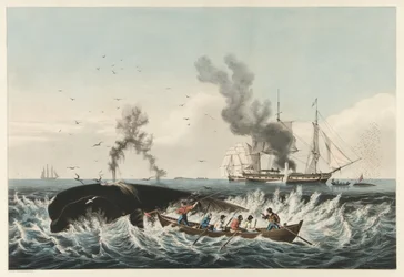 La pêche à la baleine - Attaquer une baleine franche et 