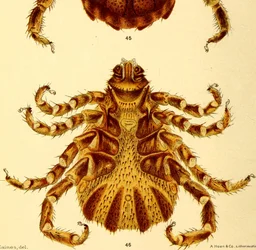 Vue ventrale du mâle Boophilus Annulatus, illustration du "Cattle ticks"
