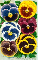 Fleurs de pensée victoriennes