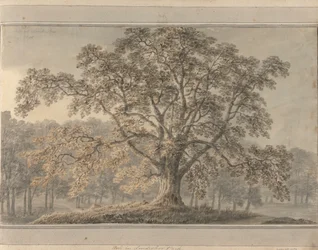 Frêne dans le parc de Londesbro, mai 1800