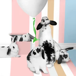 Lapins 01, 2018 (photographie)