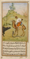 Le cavalier de chameau, illustration de 